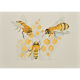 Honey Bee dance