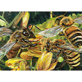 花に誘われるミツバチ