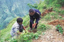 植樹をしているのはシャムさん(右)。参加者全員でネパール政府から支給された約15,000本の広葉樹の苗木を植え付けた