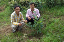 2008年に、ラヤレ村ニングレパカで植えた苗木が、根付いています。