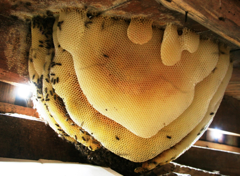 ミツバチの自然巣
