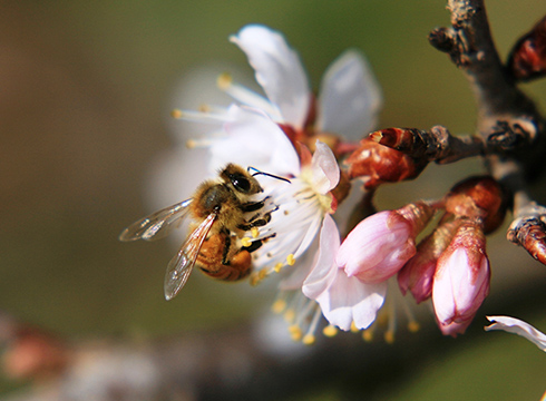 ミツバチの季節がやってきた