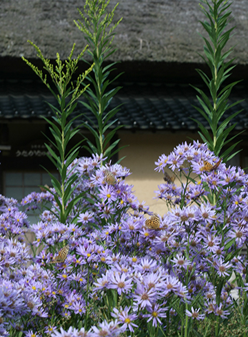 紫苑（シオン）咲く庭