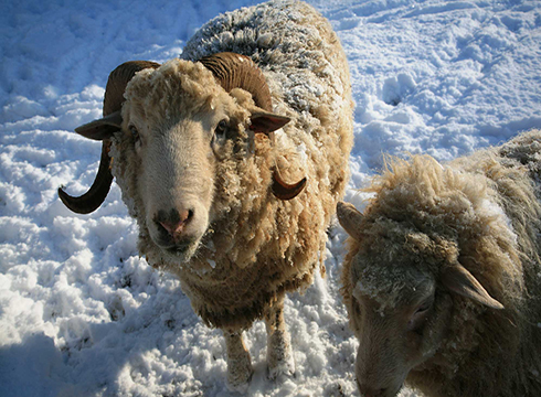 雪の中の羊たち