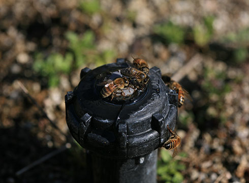 ミツバチの水飲み場