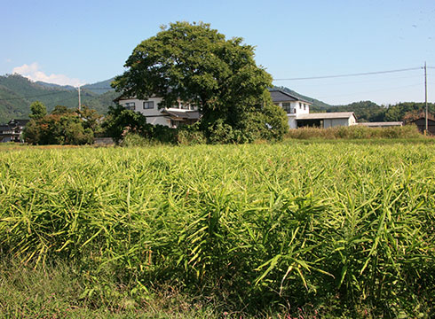 生姜の収穫間近