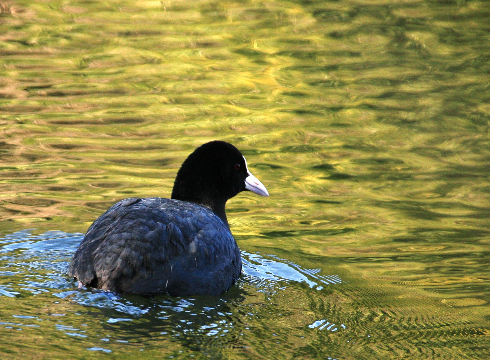 冬鳥の集まる池