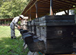 初秋の養蜂作業